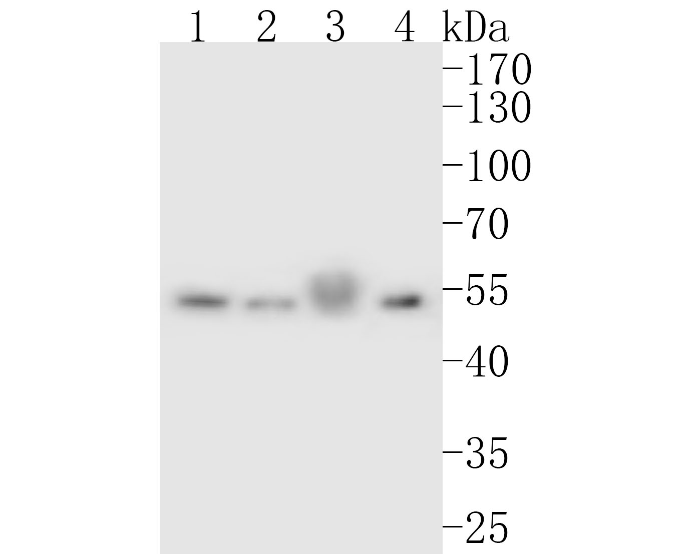Western blot analysis of ONECUT3 on different lysates. Proteins were transferred to a PVDF membrane and blocked with 5% BSA in PBS for 1 hour at room temperature. The primary antibody (HA500130, 1/500) was used in 5% BSA at room temperature for 2 hours. Goat Anti-Rabbit IgG - HRP Secondary Antibody (HA1001) at 1:5,000 dilution was used for 1 hour at room temperature.<br />
Positive control: <br />
Lane 1: SW480 cell lysate<br />
Lane 2: Hela cell lysate<br />
Lane 3: Human stomach tissue lysate<br />
Lane 4: AGS cell lysate