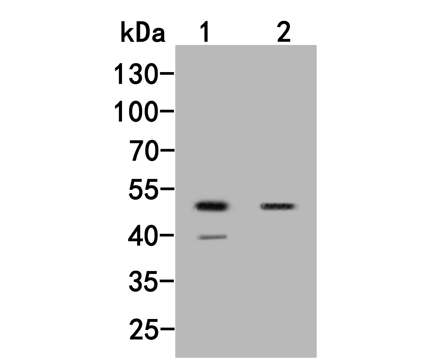 Western blot analysis of UAP56 on different lysates. Proteins were transferred to a PVDF membrane and blocked with 5% BSA in PBS for 1 hour at room temperature. The primary antibody (HA500102, 1/500) was used in 5% BSA at room temperature for 2 hours. Goat Anti-Rabbit IgG - HRP Secondary Antibody (HA1001) at 1:5,000 dilution was used for 1 hour at room temperature.<br />
Positive control: <br />
Lane 1: 293 cell lysate<br />
Lane 2: Hela cell lysate