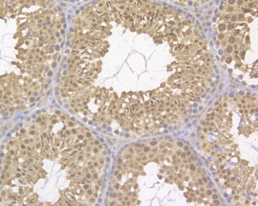 Immunohistochemical analysis of paraffin-embedded mouse testis tissue using anti-UAP56 antibody. The section was pre-treated using heat mediated antigen retrieval with sodium citrate buffer (pH 6.0) for 20 minutes. The tissues were blocked in 5% BSA for 30 minutes at room temperature, washed with ddH2O and PBS, and then probed with the primary antibody (HA500102, 1/400)  for 30 minutes at room temperature. The detection was performed using an HRP conjugated compact polymer system. DAB was used as the chromogen. Tissues were counterstained with hematoxylin and mounted with DPX.