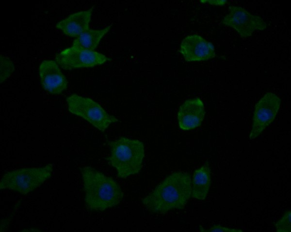 ICC staining of DDX3 in A549 cells (green). Formalin fixed cells were permeabilized with 0.1% Triton X-100 in TBS for 10 minutes at room temperature and blocked with 1% Blocker BSA for 15 minutes at room temperature. Cells were probed with the primary antibody (HA500093, 1/50) for 1 hour at room temperature, washed with PBS. Alexa Fluor®488 Goat anti-Rabbit IgG was used as the secondary antibody at 1/1,000 dilution. The nuclear counter stain is DAPI (blue).