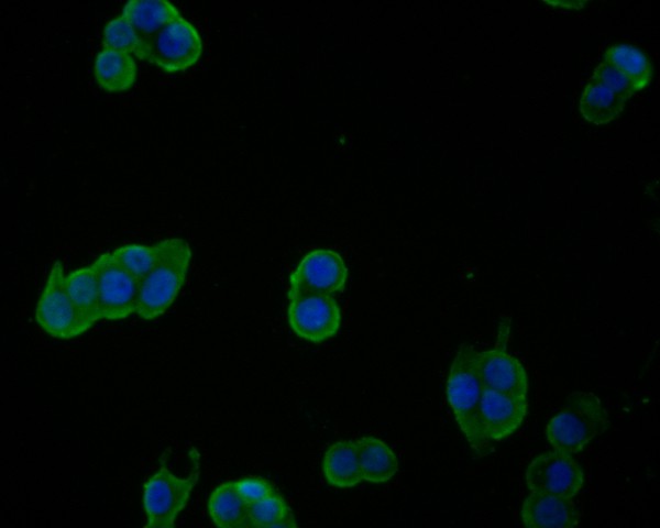ICC staining of DDX3 in LOVO cells (green). Formalin fixed cells were permeabilized with 0.1% Triton X-100 in TBS for 10 minutes at room temperature and blocked with 1% Blocker BSA for 15 minutes at room temperature. Cells were probed with the primary antibody (HA500093, 1/50) for 1 hour at room temperature, washed with PBS. Alexa Fluor®488 Goat anti-Rabbit IgG was used as the secondary antibody at 1/1,000 dilution. The nuclear counter stain is DAPI (blue).