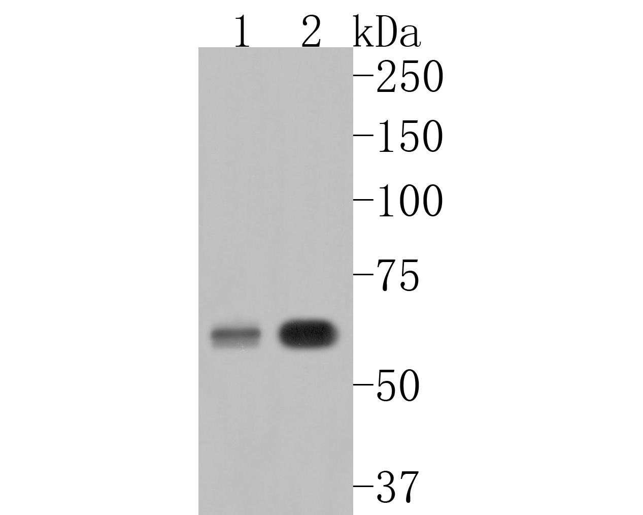 Western blot analysis of PPP3CC on different lysates. Proteins were transferred to a PVDF membrane and blocked with 5% BSA in PBS for 1 hour at room temperature. The primary antibody (HA500101, 1/500) was used in 5% BSA at room temperature for 2 hours. Goat Anti-Rabbit IgG - HRP Secondary Antibody (HA1001) at 1:5,000 dilution was used for 1 hour at room temperature.<br />
Positive control: <br />
Lane 1: HepG2 cell lysate<br />
Lane 2: Mouse hippocampus tissue lysate
