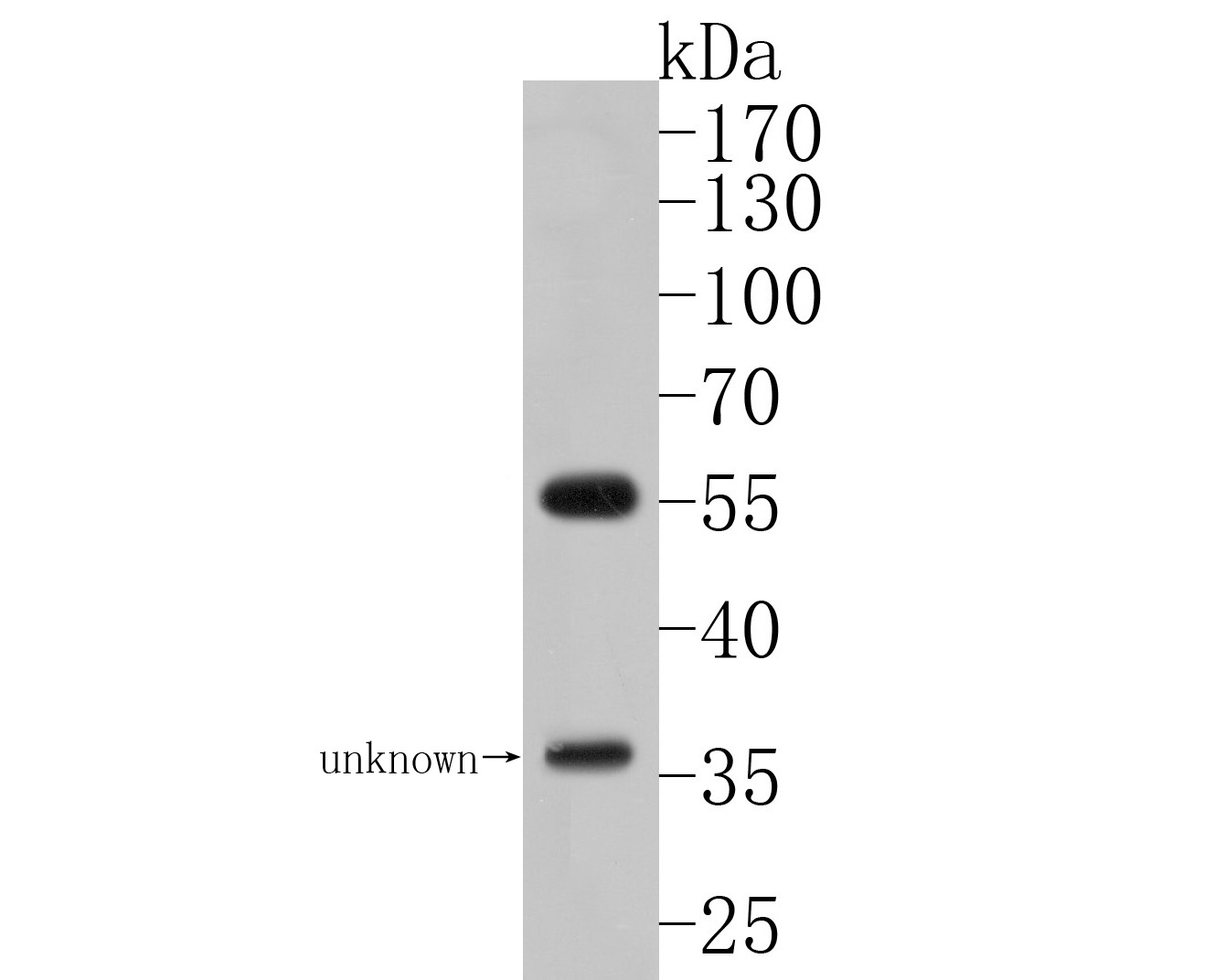 Western blot analysis of MCRS1 on SH-SY5Y cell lysates. Proteins were transferred to a PVDF membrane and blocked with 5% BSA in PBS for 1 hour at room temperature. The primary antibody (HA500120, 1/500) was used in 5% BSA at room temperature for 2 hours. Goat Anti-Rabbit IgG - HRP Secondary Antibody (HA1001) at 1:5,000 dilution was used for 1 hour at room temperature.ne 2: SH-SY5Y cell lysate
