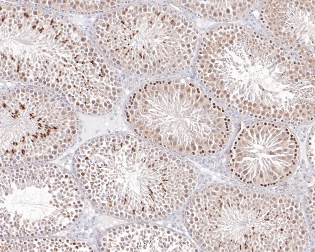 Immunohistochemical analysis of paraffin-embedded mouse testis tissue using anti-MCRS1 antibody. The section was pre-treated using heat mediated antigen retrieval with sodium citrate buffer (pH 6.0) for 20 minutes. The tissues were blocked in 5% BSA for 30 minutes at room temperature, washed with ddH2O and PBS, and then probed with the primary antibody (HA500120, 1/400)  for 30 minutes at room temperature. The detection was performed using an HRP conjugated compact polymer system. DAB was used as the chromogen. Tissues were counterstained with hematoxylin and mounted with DPX.