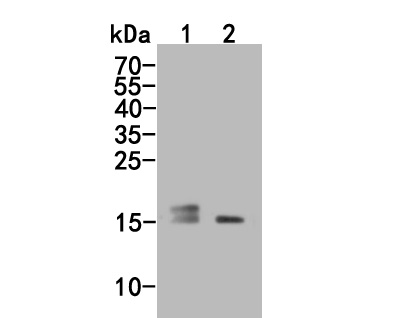 Western blot analysis of IGF1 (E peptide) on different lysates. Proteins were transferred to a PVDF membrane and blocked with 5% BSA in PBS for 1 hour at room temperature. The primary antibody (HA500107, 1/500) was used in 5% BSA at room temperature for 2 hours. Goat Anti-Rabbit IgG - HRP Secondary Antibody (HA1001) at 1:5,000 dilution was used for 1 hour at room temperature.<br />
Positive control: <br />
Lane 1: Hela cell lysate<br />
Lane 2: SW480 cell lysate