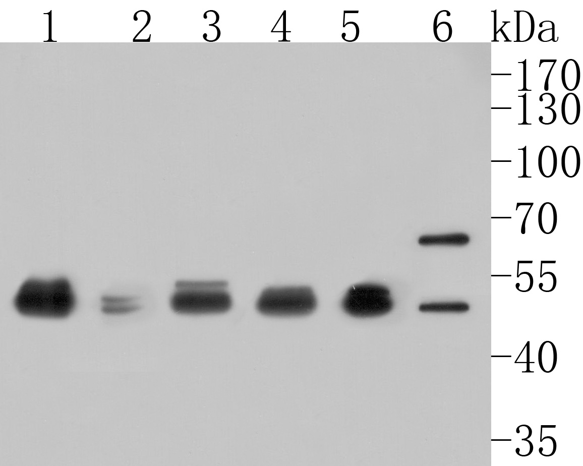 Western blot analysis of GABA A Receptor beta 3 on different lysates. Proteins were transferred to a PVDF membrane and blocked with 5% BSA in PBS for 1 hour at room temperature. The primary antibody (HA500090, 1/500) was used in 5% BSA at room temperature for 2 hours. Goat Anti-Rabbit IgG - HRP Secondary Antibody (HA1001) at 1:5,000 dilution was used for 1 hour at room temperature.<br />
Positive control: <br />
Lane 1: Rat brain tissue lysate<br />
Lane 2: Rat cerebellum tissue lysate<br />
Lane 3: Mouse brain tissue lysate<br />
Lane 4: Mouse cerebellum tissue lysate<br />
Lane 5: HepG2 cell lysate<br />
Lane 6: 293 cell lysate