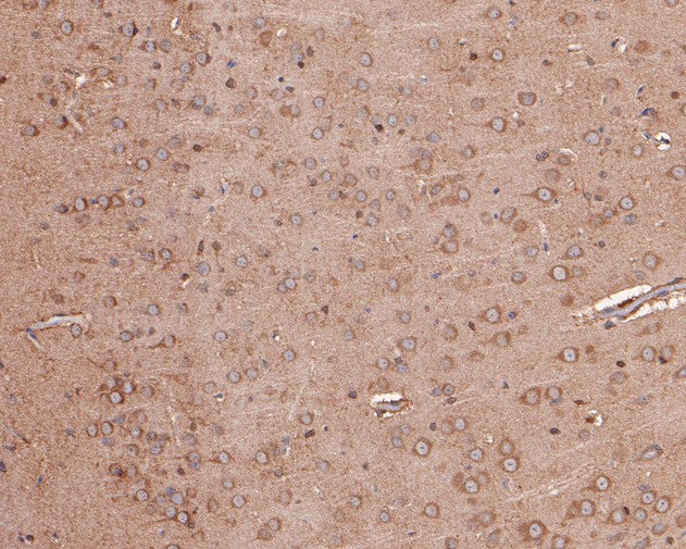Immunohistochemical analysis of paraffin-embedded rat brain tissue using anti-GABA A Receptor beta 3 antibody. The section was pre-treated using heat mediated antigen retrieval with Tris-EDTA buffer (pH 8.0-8.4) for 20 minutes.The tissues were blocked in 5% BSA for 30 minutes at room temperature, washed with ddH2O and PBS, and then probed with the primary antibody (HA500090, 1/400) for 30 minutes at room temperature. The detection was performed using an HRP conjugated compact polymer system. DAB was used as the chromogen. Tissues were counterstained with hematoxylin and mounted with DPX.