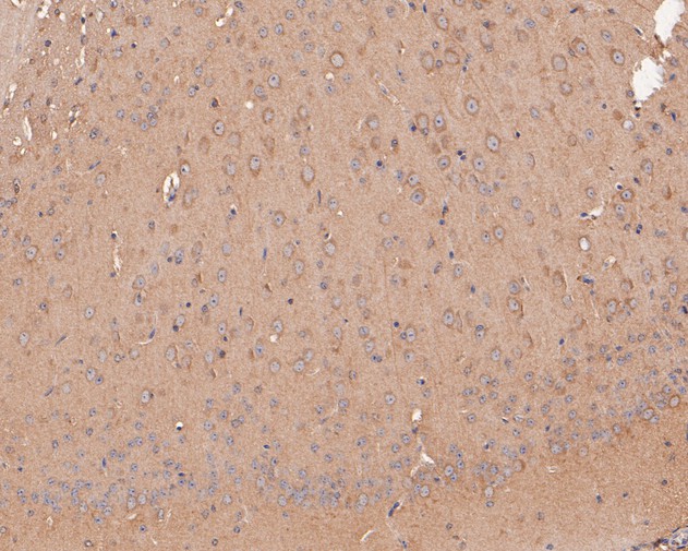 Immunohistochemical analysis of paraffin-embedded mouse brain tissue using anti-GABA A Receptor beta 3 antibody. The section was pre-treated using heat mediated antigen retrieval with Tris-EDTA buffer (pH 8.0-8.4) for 20 minutes.The tissues were blocked in 5% BSA for 30 minutes at room temperature, washed with ddH2O and PBS, and then probed with the primary antibody (HA500090, 1/400) for 30 minutes at room temperature. The detection was performed using an HRP conjugated compact polymer system. DAB was used as the chromogen. Tissues were counterstained with hematoxylin and mounted with DPX.