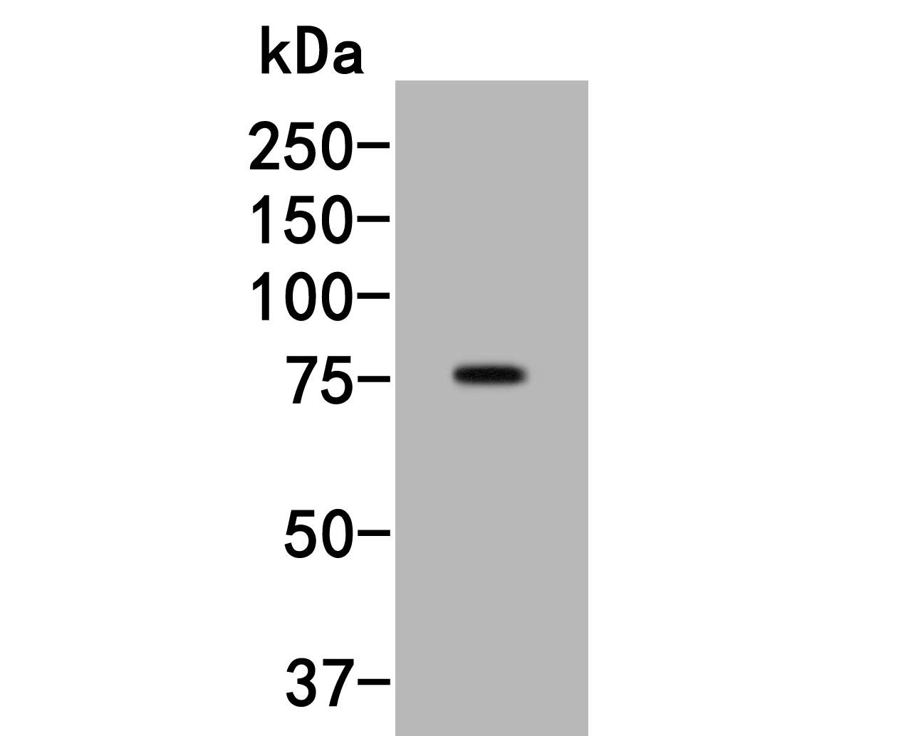 Western blot analysis of SLC44A4 on HepG2 lysates. Proteins were transferred to a PVDF membrane and blocked with 5% BSA in PBS for 1 hour at room temperature. The primary antibody (HA600017, 1/500) was used in 5% BSA at room temperature for 2 hours. Goat Anti-Mouse IgG - HRP Secondary Antibody (HA1006) at 1:5,000 dilution was used for 1 hour at room temperatur