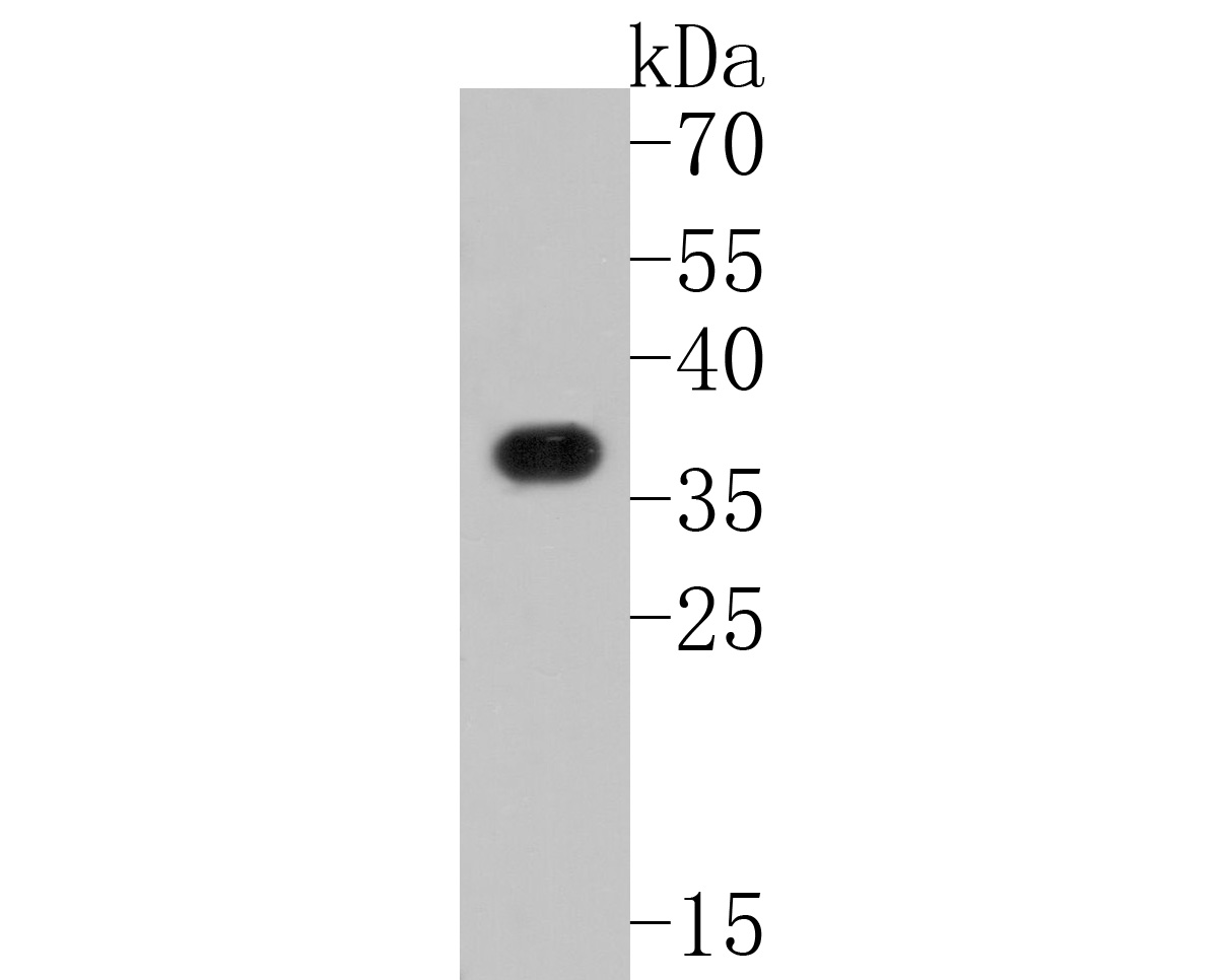Western blot analysis of XRCC2 on mouse brain tissue lysates. Proteins were transferred to a PVDF membrane and blocked with 5% BSA in PBS for 1 hour at room temperature. The primary antibody (HA500147, 1/500) was used in 5% BSA at room temperature for 2 hours. Goat Anti-Rabbit IgG - HRP Secondary Antibody (HA1001) at 1:5,000 dilution was used for 1 hour at room temperature.