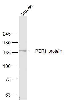 Western blot analysis of PER1 on different lysates. Proteins were transferred to a PVDF membrane and blocked with 5% BSA in PBS for 1 hour at room temperature. The primary antibody (HA500097, 1/1,000) was used in 5% BSA at room temperature for 2 hours. Goat Anti-Rabbit IgG - HRP Secondary Antibody (HA1001) at 1:200,000 dilution was used for 1 hour at room temperature.<br />
Positive control: <br />
Lane 1: Mouse pancreas tissue lysate<br />
Lane 2: Rat brain tissue lysate