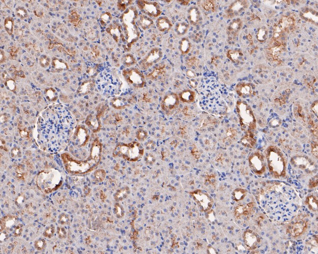Immunohistochemical analysis of paraffin-embedded rat kidney tissue using anti-PER1 antibody. The section was pre-treated using heat mediated antigen retrieval with sodium citrate buffer (pH 6.0) for 20 minutes. The tissues were blocked in 5% BSA for 30 minutes at room temperature, washed with ddH2O and PBS, and then probed with the primary antibody (HA500097, 1/400)  for 30 minutes at room temperature. The detection was performed using an HRP conjugated compact polymer system. DAB was used as the chromogen. Tissues were counterstained with hematoxylin and mounted with DPX.