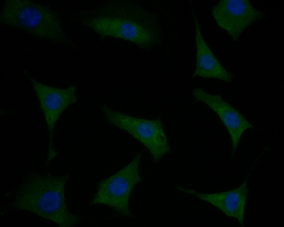 ICC staining of Phospholamban in SH-SY5Y cells (green). Formalin fixed cells were permeabilized with 0.1% Triton X-100 in TBS for 10 minutes at room temperature and blocked with 1% Blocker BSA for 15 minutes at room temperature. Cells were probed with the primary antibody (HA500103, 1/50) for 1 hour at room temperature, washed with PBS. Alexa Fluor®488 Goat anti-Rabbit IgG was used as the secondary antibody at 1/1,000 dilution. The nuclear counter stain is DAPI (blue).