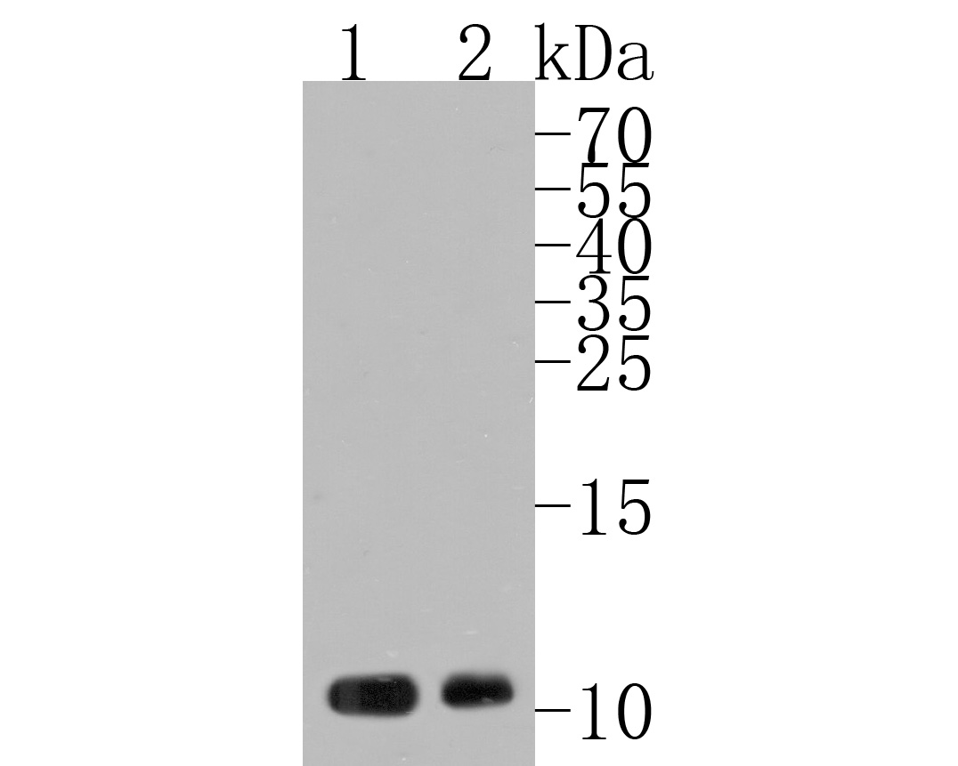 Western blot analysis of EG-VEGF on different lysates. Proteins were transferred to a PVDF membrane and blocked with 5% BSA in PBS for 1 hour at room temperature. The primary antibody (HA500078, 1/1,000) was used in 5% BSA at room temperature for 2 hours. Goat Anti-Rabbit IgG - HRP Secondary Antibody (HA1001) at 1:200,000 dilution was used for 1 hour at room temperature.<br />
Positive control: <br />
Lane 2: MCF-7 cell lysate<br />
Lane 1: Mouse kidney tissue lysate