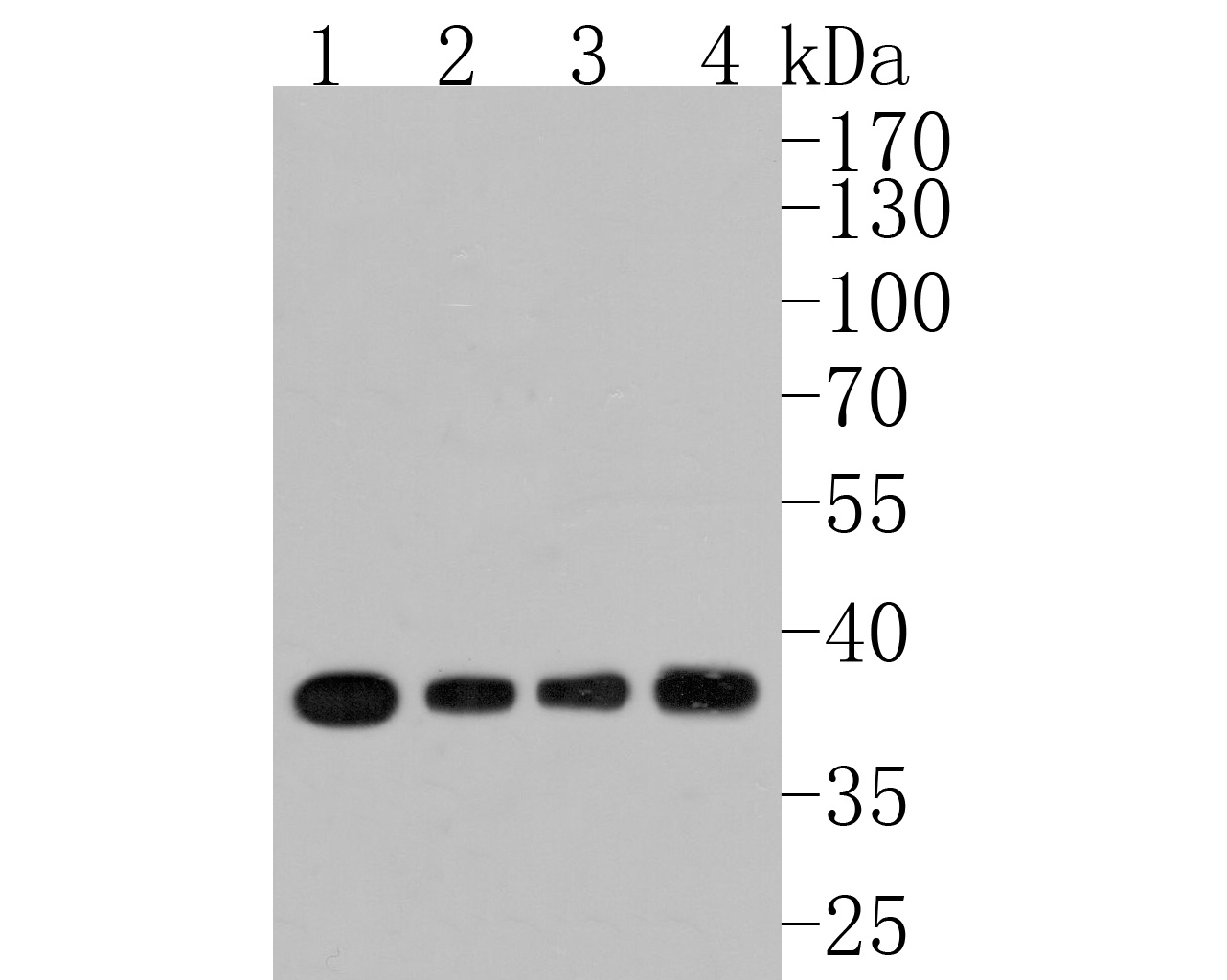 Western blot analysis of PPP1CA on different lysates. Proteins were transferred to a PVDF membrane and blocked with 5% BSA in PBS for 1 hour at room temperature. The primary antibody (HA500074, 1/5,000) was used in 5% BSA at room temperature for 2 hours. Goat Anti-Rabbit IgG - HRP Secondary Antibody (HA1001) at 1:200,000 dilution was used for 1 hour at room temperature.<br />
Positive control: <br />
Lane 1: MCF-7 cell lysate<br />
Lane 2: A549 cell lysate<br />
Lane 3: K562 cell lysate<br />
Lane 4: Hela cell lysate