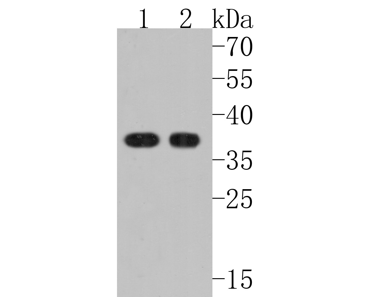 Western blot analysis of PPP1CA on different lysates. Proteins were transferred to a PVDF membrane and blocked with 5% BSA in PBS for 1 hour at room temperature. The primary antibody (HA500074, 1/1,000) was used in 5% BSA at room temperature for 2 hours. Goat Anti-Rabbit IgG - HRP Secondary Antibody (HA1001) at 1:200,000 dilution was used for 1 hour at room temperature.<br />
Positive control: <br />
Lane 1: Rat brain tissue lysate<br />
Lane 2: Mouse brain tissue lysate