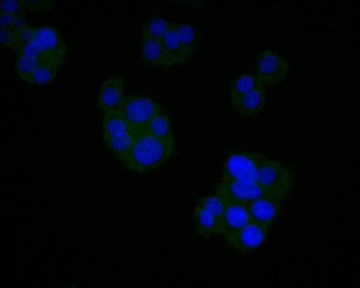 ICC staining of Angiotensin II Type 1 Receptor in PC-12 cells (green). Formalin fixed cells were permeabilized with 0.1% Triton X-100 in TBS for 10 minutes at room temperature and blocked with 1% Blocker BSA for 15 minutes at room temperature. Cells were probed with the primary antibody (HA600029, 1/50) for 1 hour at room temperature, washed with PBS. Alexa Fluor®488 Goat anti-Mouse IgG was used as the secondary antibody at 1/1,000 dilution. The nuclear counter stain is DAPI (blue).
