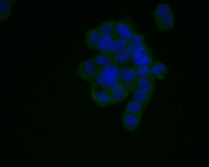 ICC staining of Angiotensin II Type 1 Receptor in 293T cells (green). Formalin fixed cells were permeabilized with 0.1% Triton X-100 in TBS for 10 minutes at room temperature and blocked with 1% Blocker BSA for 15 minutes at room temperature. Cells were probed with the primary antibody (HA600029, 1/50) for 1 hour at room temperature, washed with PBS. Alexa Fluor®488 Goat anti-Mouse IgG was used as the secondary antibody at 1/1,000 dilution. The nuclear counter stain is DAPI (blue).