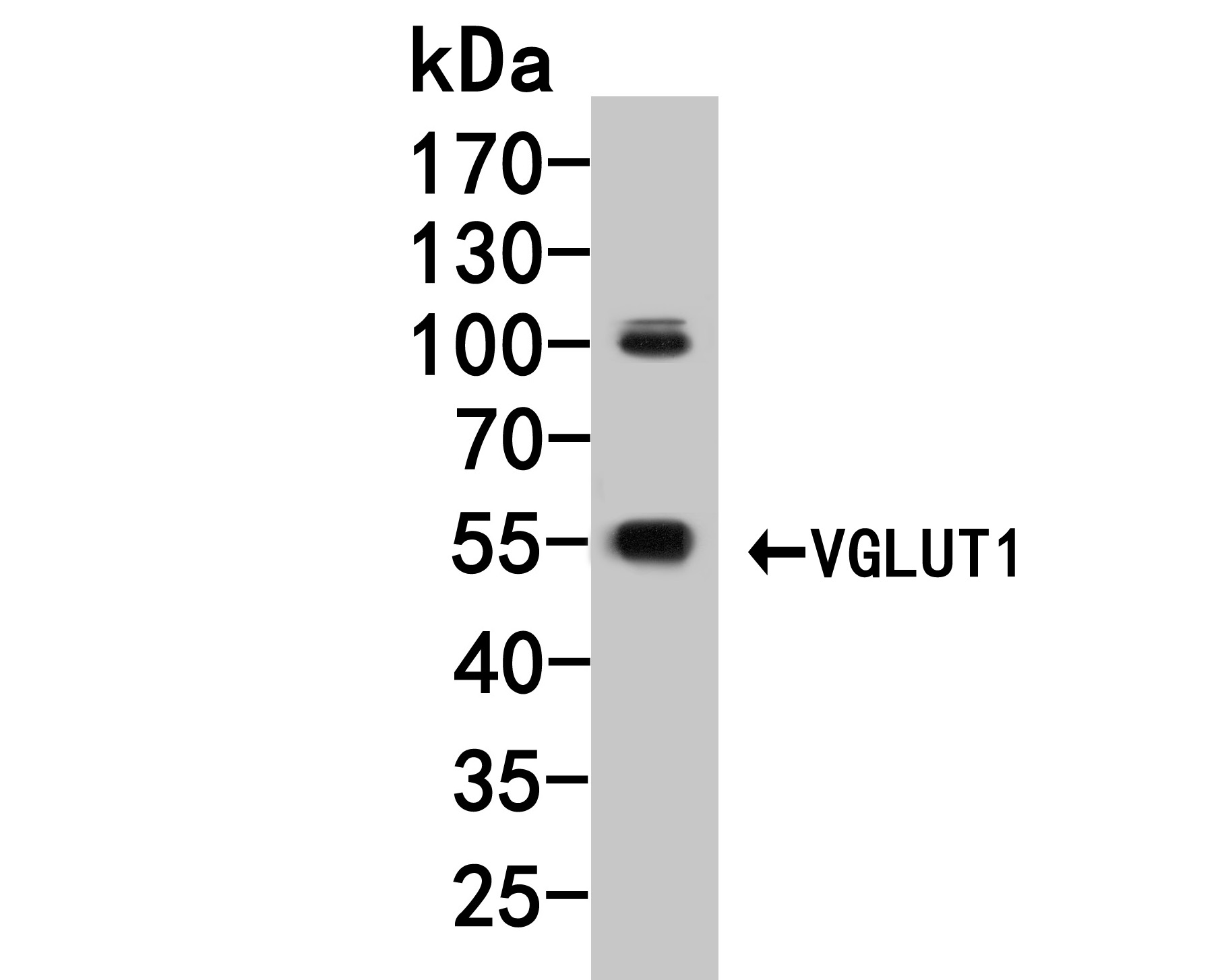 Western blot analysis of VGluT1 on rat brain tissue lysate. Proteins were transferred to a PVDF membrane and blocked with 5% BSA in PBS for 1 hour at room temperature. The primary antibody (HA500083, 1/200,000) was used in 5% BSA at room temperature for 2 hours. Goat Anti-Rabbit IgG - HRP Secondary Antibody (HA1001) at 1:5,000 dilution was used for 1 hour at room temperature.