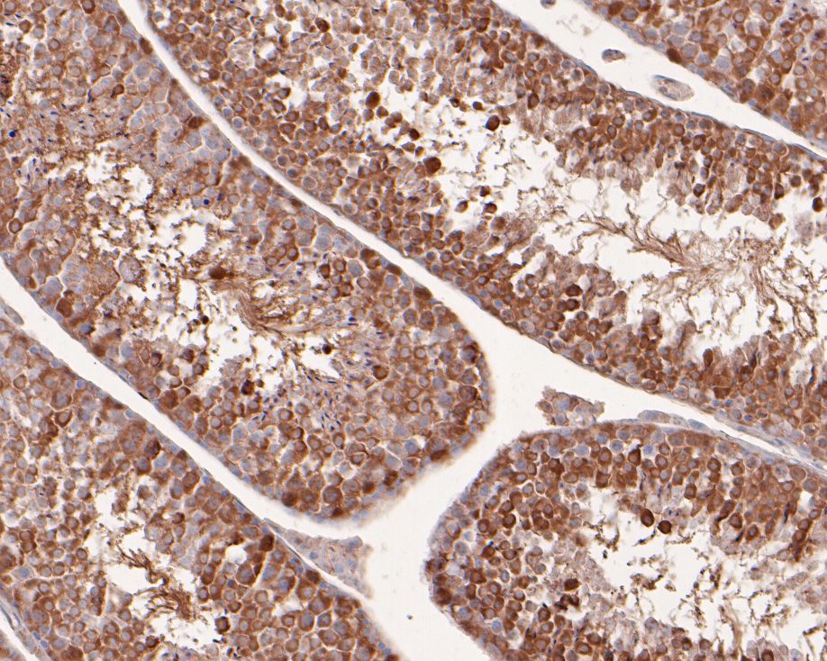 Immunohistochemical analysis of paraffin-embedded mouse testis tissue using anti-VGluT1 antibody. The section was pre-treated using heat mediated antigen retrieval with Tris-EDTA buffer (pH 8.0-8.4) for 20 minutes.The tissues were blocked in 5% BSA for 30 minutes at room temperature, washed with ddH2O and PBS, and then probed with the primary antibody (HA500083, 1/400) for 30 minutes at room temperature. The detection was performed using an HRP conjugated compact polymer system. DAB was used as the chromogen. Tissues were counterstained with hematoxylin and mounted with DPX.