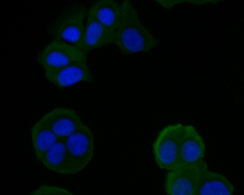 ICC staining of HSD3B1 in MCF-7 cells (green). Formalin fixed cells were permeabilized with 0.1% Triton X-100 in TBS for 10 minutes at room temperature and blocked with 1% Blocker BSA for 15 minutes at room temperature. Cells were probed with the primary antibody (HA500082, 1/200) for 1 hour at room temperature, washed with PBS. Alexa Fluor®488 Goat anti-Rabbit IgG was used as the secondary antibody at 1/1,000 dilution. The nuclear counter stain is DAPI (blue).