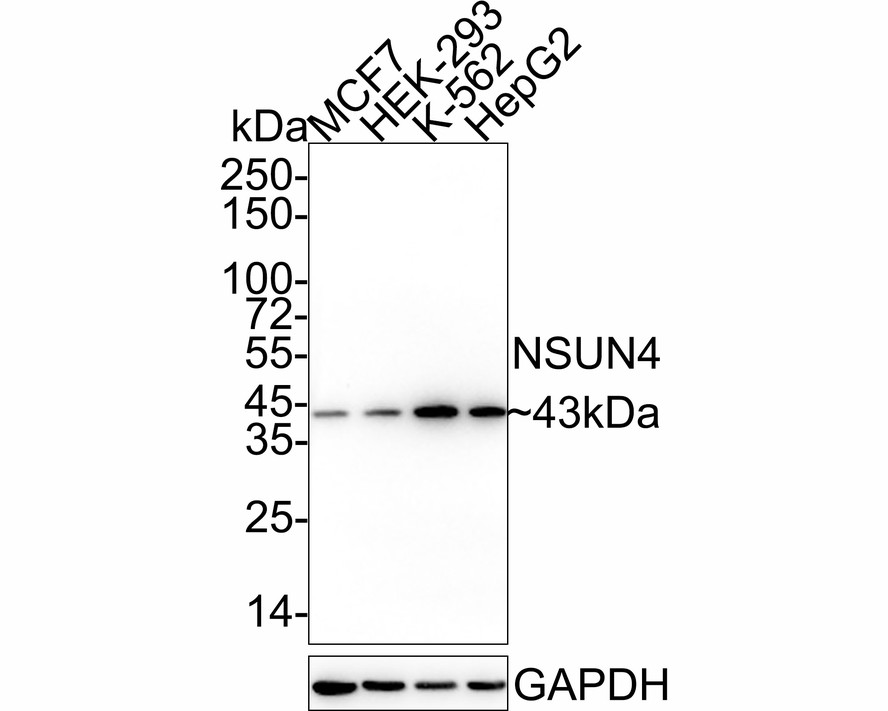 Western blot analysis of NSUN4 on different lysates with Mouse anti-NSUN4 antibody (HA600024) at 1/500 dilution.<br />
<br />
Lane 1: MCF7 cell lysate<br />
Lane 2: HEK-293 cell lysate<br />
Lane 3: K-562 cell lysate<br />
Lane 4: HepG2 cell lysate<br />
<br />
Lysates/proteins at 20 µg/Lane.<br />
<br />
Predicted band size: 43 kDa<br />
Observed band size: 43 kDa<br />
<br />
Exposure time: 1 minute 2 seconds;<br />
<br />
4-20% SDS-PAGE gel.<br />
<br />
Proteins were transferred to a PVDF membrane and blocked with 5% NFDM/TBST for 1 hour at room temperature. The primary antibody (HA600024) at 1/500 dilution was used in 5% NFDM/TBST at 4℃ overnight. Goat Anti-Mouse IgG - HRP Secondary Antibody (HA1006) at 1/50,000 dilution was used for 1 hour at room temperature.
