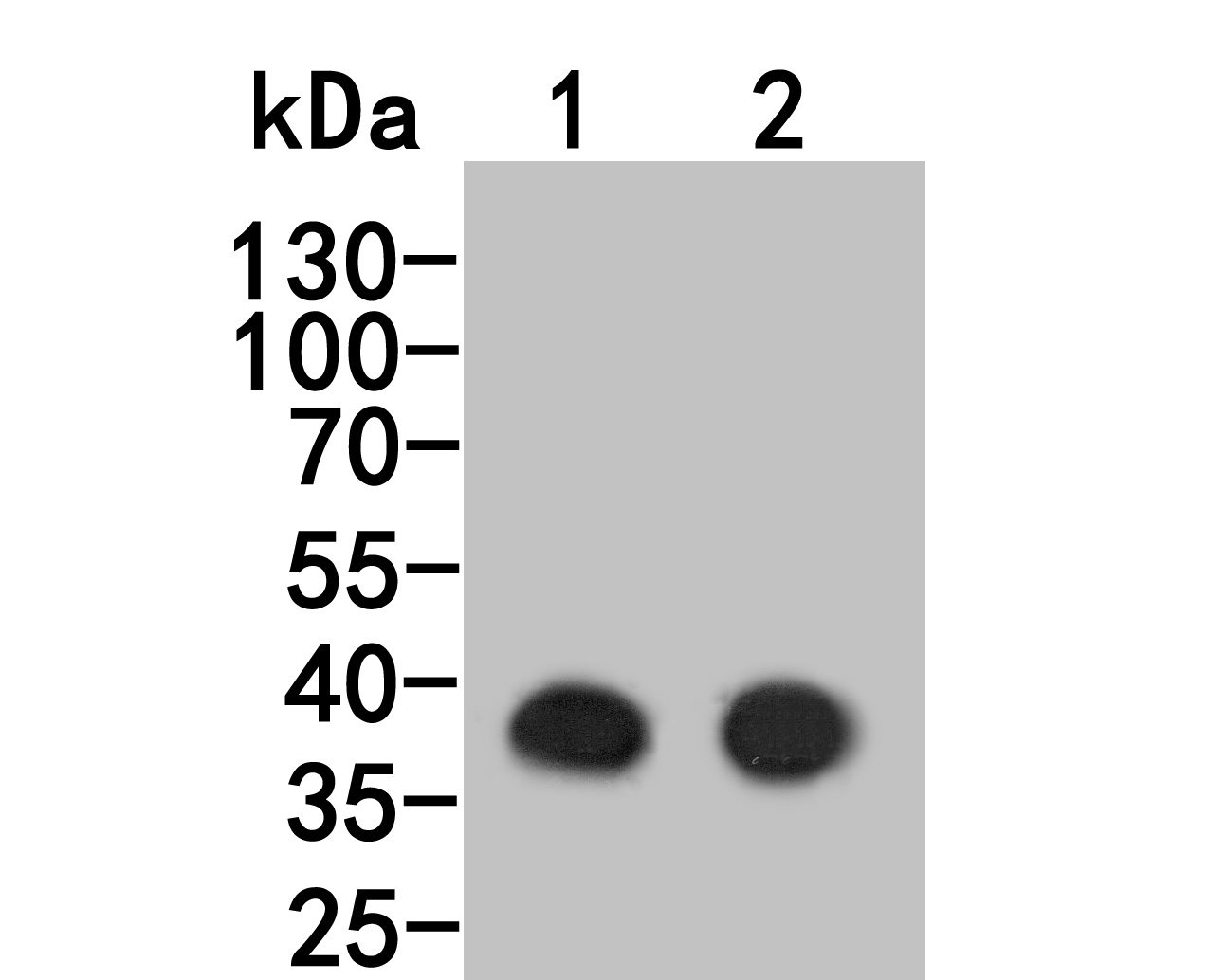 Western blot analysis of PCBP1 on different lysates. Proteins were transferred to a PVDF membrane and blocked with 5% BSA in PBS for 1 hour at room temperature. The primary antibody (HA600019, 1/500) was used in 5% BSA at room temperature for 2 hours. Goat Anti-Mouse IgG - HRP Secondary Antibody (HA1006) at 1:5,000 dilution was used for 1 hour at room temperature.<br />
Positive control:<br />
Lane 1: Hela cell lysate<br />
Lane 2: K562 cell lysate