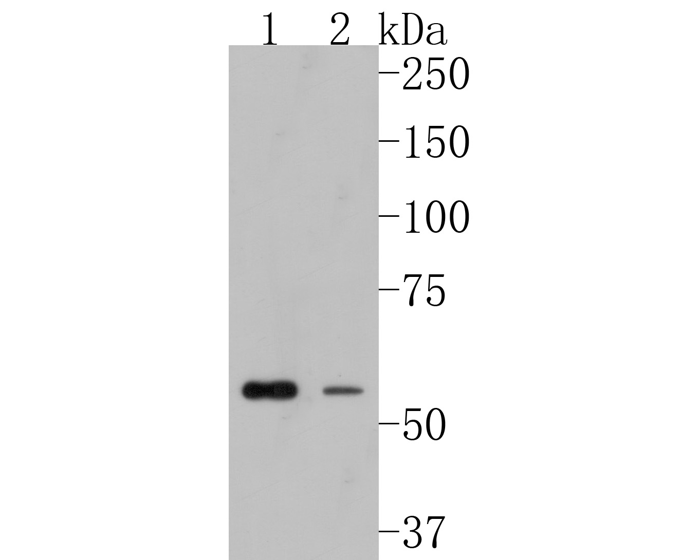 Western blot analysis of FAM13C1 on different lysates. Proteins were transferred to a PVDF membrane and blocked with 5% BSA in PBS for 1 hour at room temperature. The primary antibody (HA500122, 1/1,000) was used in 5% BSA at room temperature for 2 hours. Goat Anti-Rabbit IgG - HRP Secondary Antibody (HA1001) at 1:200,000 dilution was used for 1 hour at room temperature.<br />
Positive control: <br />
Lane 1: HepG2 cell lysate<br />
Lane 2: Rat brain tissue lysate