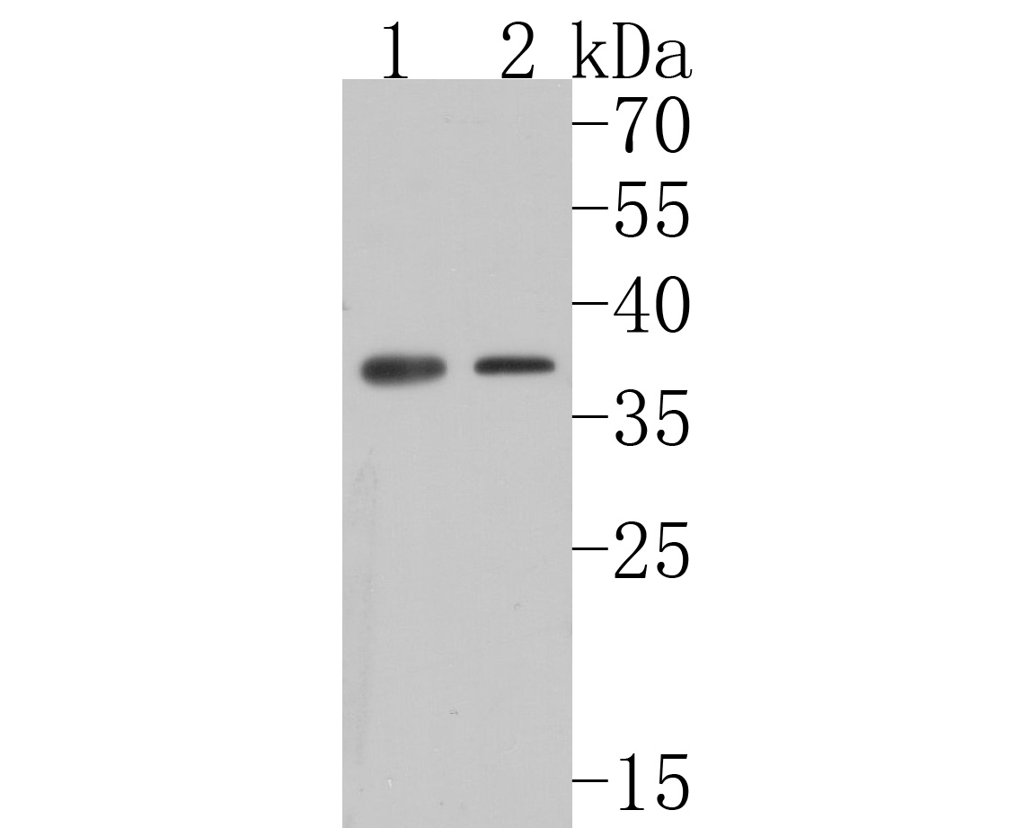 Western blot analysis of Caspase-12 on different lysates. Proteins were transferred to a PVDF membrane and blocked with 5% BSA in PBS for 1 hour at room temperature. The primary antibody (HA500144, 1/1,000) was used in 5% BSA at room temperature for 2 hours. Goat Anti-Rabbit IgG - HRP Secondary Antibody (HA1001) at 1:200,000 dilution was used for 1 hour at room temperature.<br />
Positive control: <br />
Lane 1: Rat tonsil tissue lysate<br />
Lane 2: Mouse tonsil tissue lysate