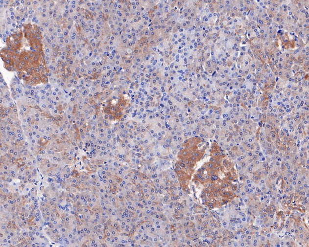 Immunohistochemical analysis of paraffin-embedded human pancreas tissue using anti-Caspase-12 antibody. The section was pre-treated using heat mediated antigen retrieval with Tris-EDTA buffer (pH 8.0-8.4) for 20 minutes.The tissues were blocked in 5% BSA for 30 minutes at room temperature, washed with ddH2O and PBS, and then probed with the primary antibody (HA500144, 1/400) for 30 minutes at room temperature. The detection was performed using an HRP conjugated compact polymer system. DAB was used as the chromogen. Tissues were counterstained with hematoxylin and mounted with DPX.