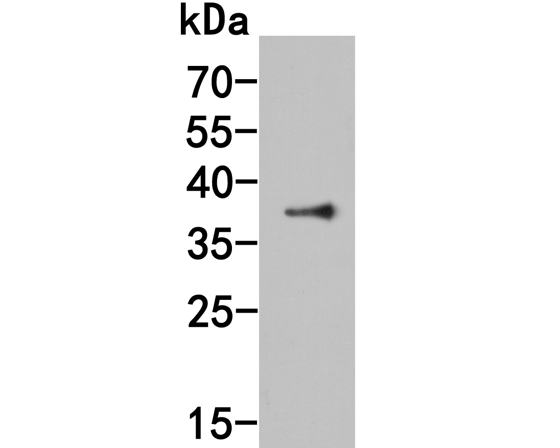 Western blot analysis of Histone deacetylase on rice tissue lysate. Proteins were transferred to a PVDF membrane and blocked with 5% BSA in PBS for 1 hour at room temperature. The primary antibody (HA500121, 1/1,000) was used in 5% BSA at room temperature for 2 hours. Goat Anti-Rabbit IgG - HRP Secondary Antibody (HA1001) at 1:200,000 dilution was used for 1 hour at room temperature.