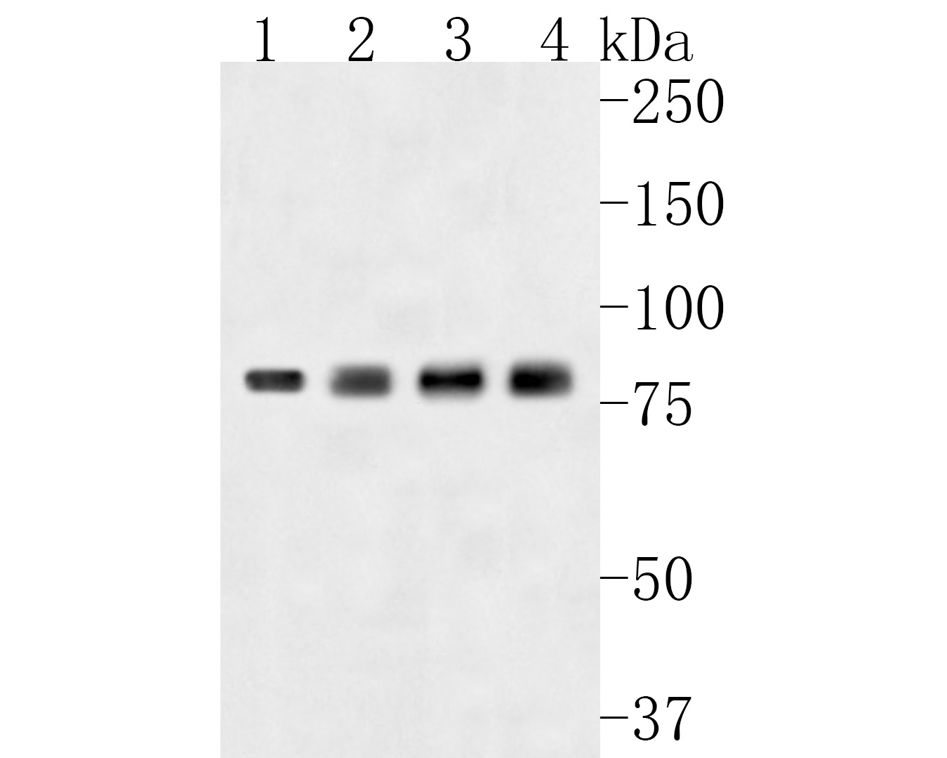 Western blot analysis of THOC5 on different lysates. Proteins were transferred to a PVDF membrane and blocked with 5% BSA in PBS for 1 hour at room temperature. The primary antibody (HA500129, 1/500) was used in 5% BSA at room temperature for 2 hours. Goat Anti-Rabbit IgG - HRP Secondary Antibody (HA1001) at 1:40,000 dilution was used for 1 hour at room temperature.<br />
Positive control: <br />
Lane 1: NIH/3T3 cell lysate<br />
Lane 2: PC-12 cell lysate<br />
Lane 3: Hela cell lysate<br />
Lane 4: HepG2 cell lysate