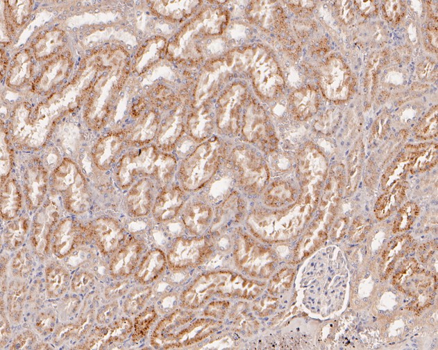 Immunohistochemical analysis of paraffin-embedded rat kidney tissue using anti-Beta-galactosidase antibody. The section was pre-treated using heat mediated antigen retrieval with Tris-EDTA buffer (pH 8.0-8.4) for 20 minutes.The tissues were blocked in 5% BSA for 30 minutes at room temperature, washed with ddH2O and PBS, and then probed with the primary antibody (HA500132, 1/800) for 30 minutes at room temperature. The detection was performed using an HRP conjugated compact polymer system. DAB was used as the chromogen. Tissues were counterstained with hematoxylin and mounted with DPX.