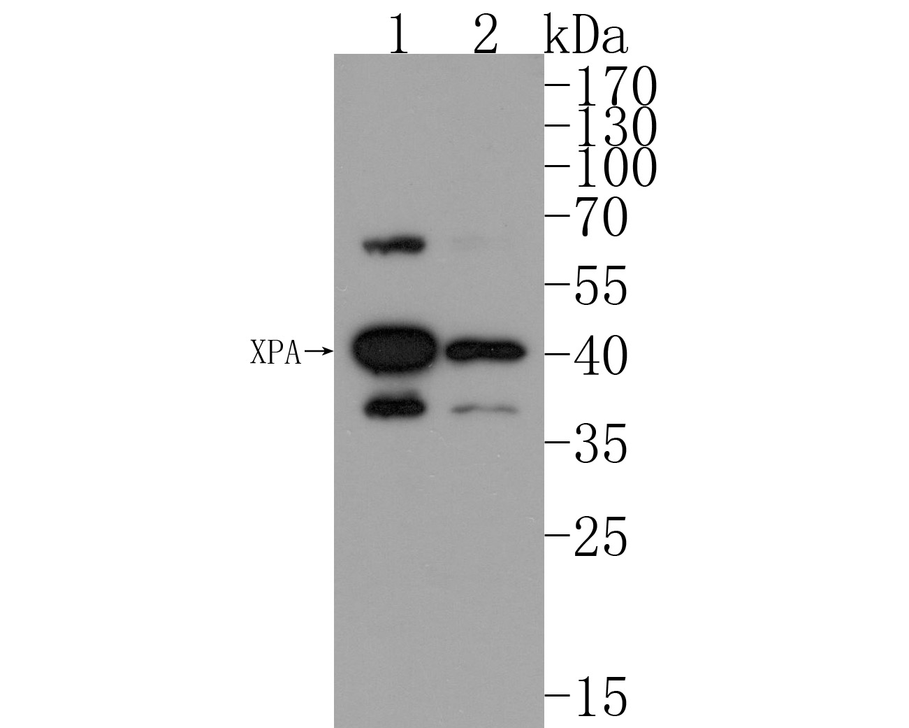 Western blot analysis of XPA on different lysates. Proteins were transferred to a PVDF membrane and blocked with 5% BSA in PBS for 1 hour at room temperature. The primary antibody (HA500133, 1/500) was used in 5% BSA at room temperature for 2 hours. Goat Anti-Rabbit IgG - HRP Secondary Antibody (HA1001) at 1:200,000 dilution was used for 1 hour at room temperature.<br />
Positive control: <br />
Lane 1: Hela cell lysate<br />
Lane 2: A431 cell lysate