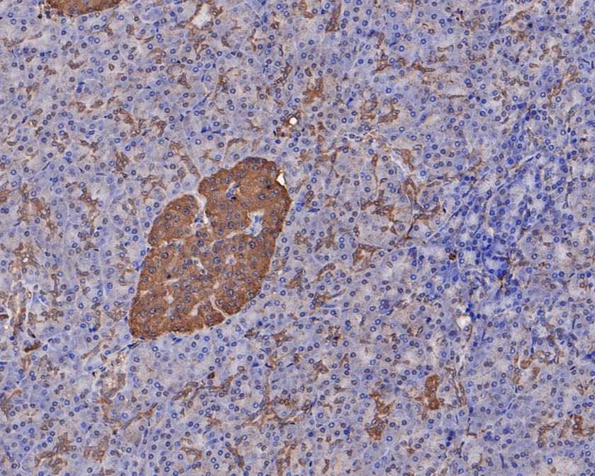 Immunohistochemical analysis of paraffin-embedded human pancreas tissue using anti-GNAO1 antibody. The section was pre-treated using heat mediated antigen retrieval with Tris-EDTA buffer (pH 8.0-8.4) for 20 minutes.The tissues were blocked in 5% BSA for 30 minutes at room temperature, washed with ddH2O and PBS, and then probed with the primary antibody (HA500136, 1/400) for 30 minutes at room temperature. The detection was performed using an HRP conjugated compact polymer system. DAB was used as the chromogen. Tissues were counterstained with hematoxylin and mounted with DPX.
