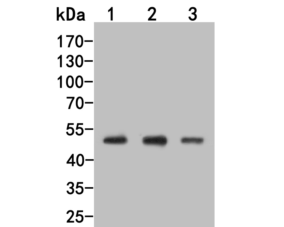 Western blot analysis of LKB1 on different lysates. Proteins were transferred to a PVDF membrane and blocked with 5% BSA in PBS for 1 hour at room temperature. The primary antibody (HA500143, 1/1,000) was used in 5% BSA at room temperature for 2 hours. Goat Anti-Rabbit IgG - HRP Secondary Antibody (HA1001) at 1:200,000 dilution was used for 1 hour at room temperature.<br />
Positive control: <br />
Lane 1: Rat testis tissue lysate<br />
Lane 2: Human liverl tissue lysate<br />
Lane 3: Mouse liver tissue lysate