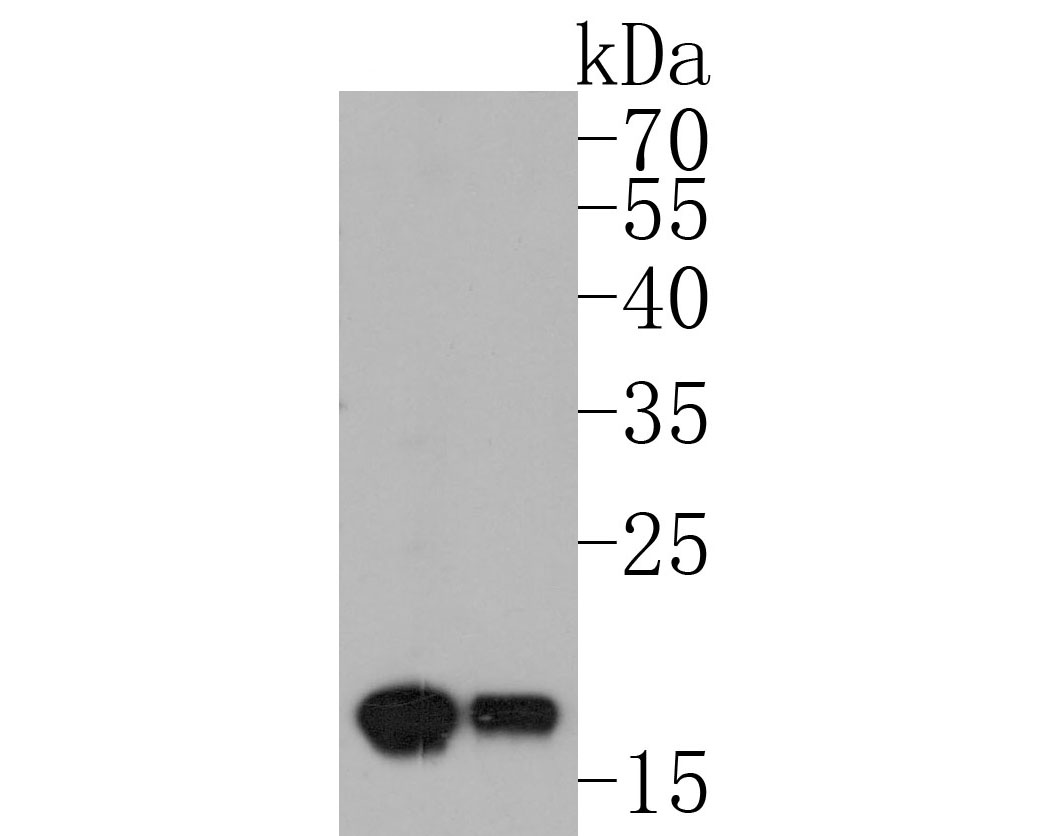 Western blot analysis of HNRPDL on HNRPDL recombinant protein. Proteins were transferred to a PVDF membrane and blocked with 5% BSA in PBS for 1 hour at room temperature. The primary antibody (HA500146) was used in 5% BSA at room temperature for 2 hours. Goat Anti-Rabbit IgG - HRP Secondary Antibody (HA1001) at 1:5,000 dilution was used for 1 hour at room temperature.<br />
Positive control: <br />
Lane 1: HNRPDL recombinant protein with primary antibody at 1:500 dilutions<br />
Lane 2: HNRPDL recombinant protein with primary antibody at 1:1,000 dilutions