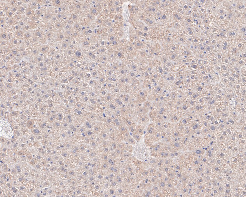 Immunohistochemical analysis of paraffin-embedded mouse liver tissue using anti-Fukutin antibody. The section was pre-treated using heat mediated antigen retrieval with sodium citrate buffer (pH 6.0) for 20 minutes. The tissues were blocked in 5% BSA for 30 minutes at room temperature, washed with ddH2O and PBS, and then probed with the primary antibody (HA720031, 1/200)  for 30 minutes at room temperature. The detection was performed using an HRP conjugated compact polymer system. DAB was used as the chromogen. Tissues were counterstained with hematoxylin and mounted with DPX.