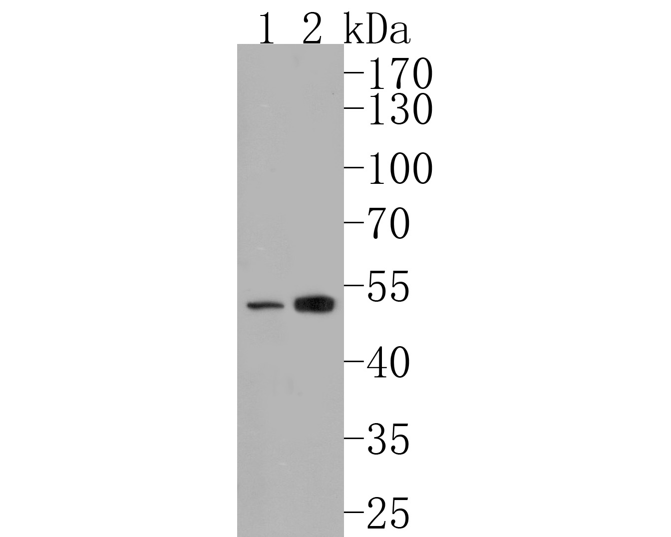 Western blot analysis of ZPR1 on different lysates. Proteins were transferred to a PVDF membrane and blocked with 5% BSA in PBS for 1 hour at room temperature. The primary antibody (HA720026, 1/500) was used in 5% BSA at room temperature for 2 hours. Goat Anti-Rabbit IgG - HRP Secondary Antibody (HA1001) at 1:200,000 dilution was used for 1 hour at room temperature.<br />
Positive control: <br />
Lane 1: HepG2 cell lysate<br />
Lane 2: Jurkat cell lysate