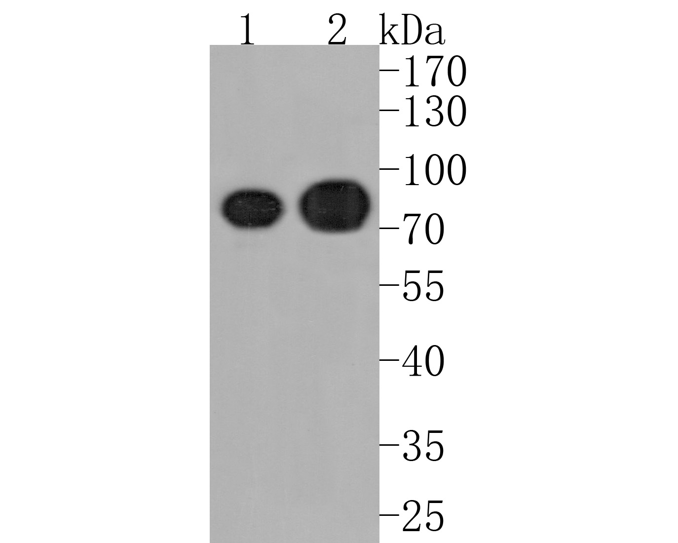 Western blot analysis of TUG on different lysates. Proteins were transferred to a PVDF membrane and blocked with 5% BSA in PBS for 1 hour at room temperature. The primary antibody (HA720029, 1/500) was used in 5% BSA at room temperature for 2 hours. Goat Anti-Rabbit IgG - HRP Secondary Antibody (HA1001) at 1:200,000 dilution was used for 1 hour at room temperature.<br />
Positive control: <br />
Lane 1: K562 cell lysate<br />
Lane 2: NIH/3T3 cell lysate