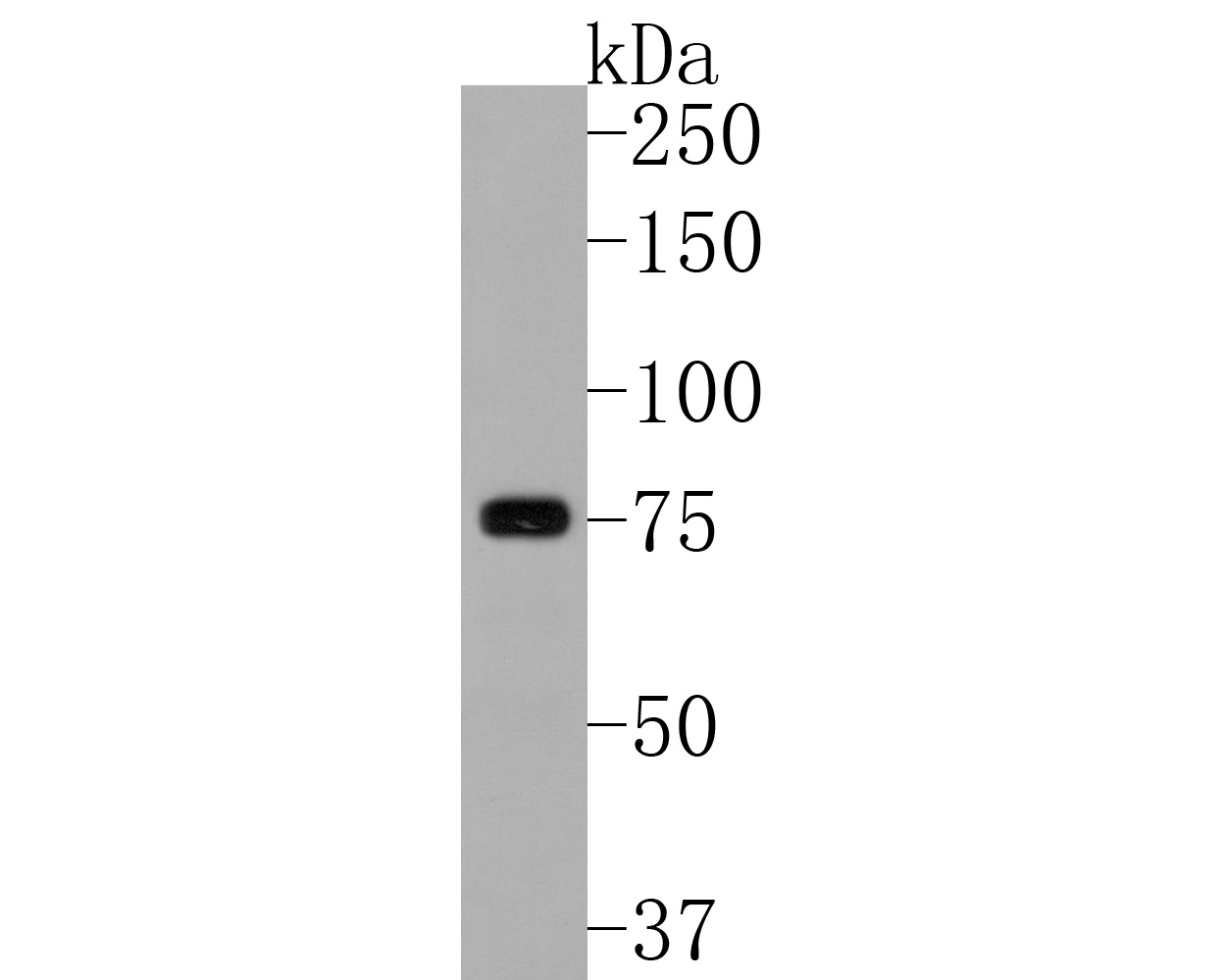 Western blot analysis of TUG on rat testis tissue lysates. Proteins were transferred to a PVDF membrane and blocked with 5% BSA in PBS for 1 hour at room temperature. The primary antibody (HA720029, 1/500) was used in 5% BSA at room temperature for 2 hours. Goat Anti-Rabbit IgG - HRP Secondary Antibody (HA1001) at 1:200,000 dilution was used for 1 hour at room temperature.