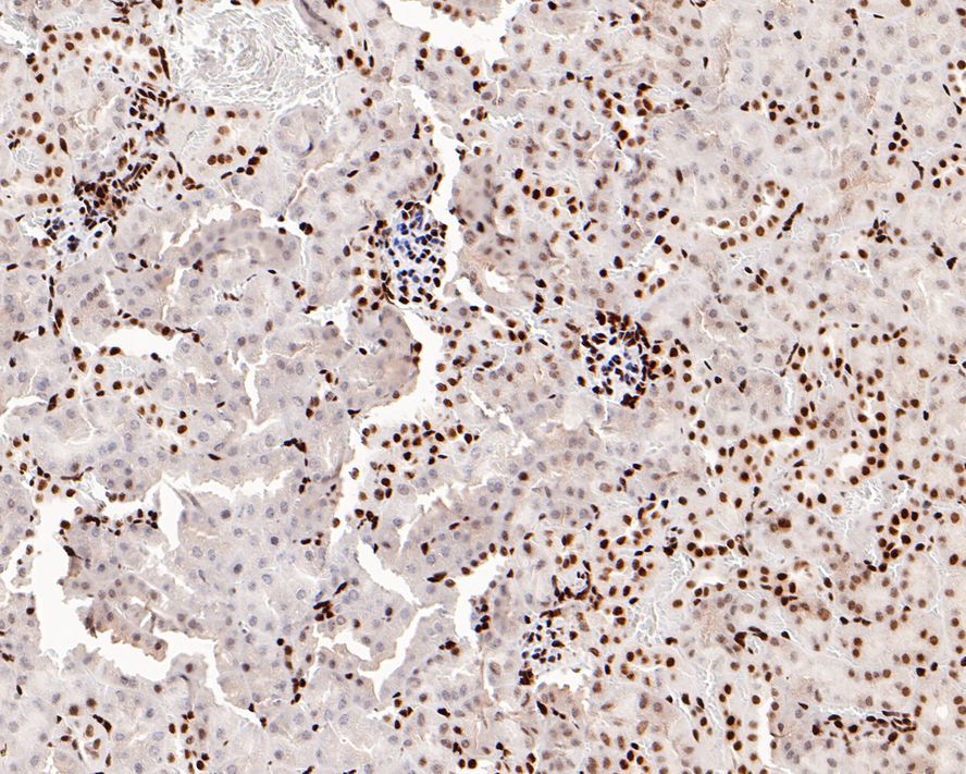 Immunohistochemical analysis of paraffin-embedded mouse kidney tissue with Rabbit anti-Histone H3(acetyl K56) antibody (ET1608-9) at 1/800 dilution.<br />
<br />
The section was pre-treated using heat mediated antigen retrieval with sodium citrate buffer (pH 6.0) for 2 minutes. The tissues were blocked in 1% BSA for 20 minutes at room temperature, washed with ddH2O and PBS, and then probed with the primary antibody (ET1608-9) at 1/800 dilution for 1 hour at room temperature. The detection was performed using an HRP conjugated compact polymer system. DAB was used as the chromogen. Tissues were counterstained with hematoxylin and mounted with DPX.