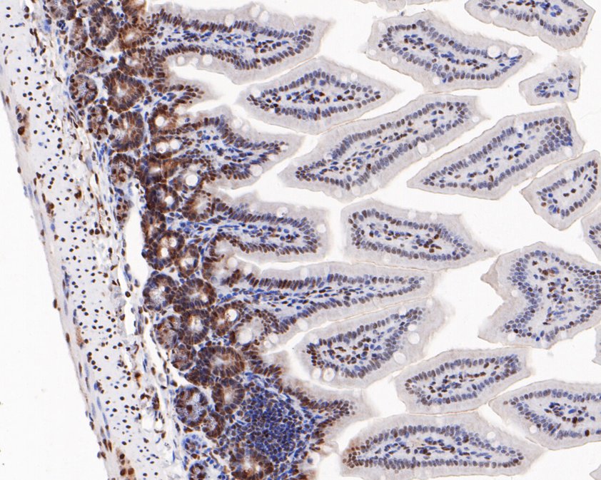 Immunohistochemical analysis of paraffin-embedded mouse colon tissue using anti-Phospho-ATF2(T71) antibody. The section was pre-treated using heat mediated antigen retrieval with sodium citrate buffer (pH 6.0) for 20 minutes. The tissues were blocked in 5% BSA for 30 minutes at room temperature, washed with ddH2O and PBS, and then probed with the primary antibody (ET1610-30, 1/200)  for 30 minutes at room temperature. The detection was performed using an HRP conjugated compact polymer system. DAB was used as the chromogen. Tissues were counterstained with hematoxylin and mounted with DPX.