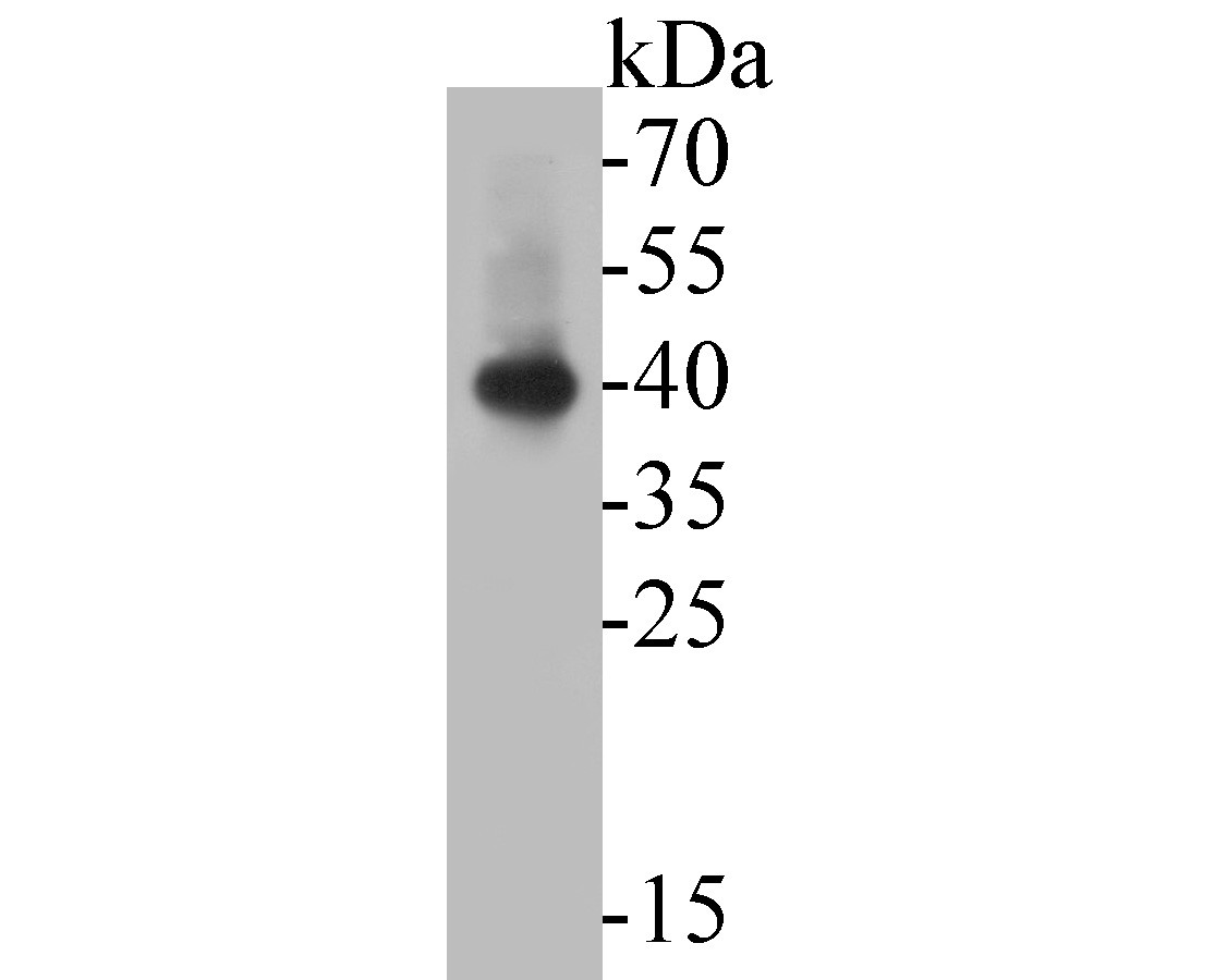 Western blot analysis of ALKBH1 on K562 cell lysates. Proteins were transferred to a PVDF membrane and blocked with 5% BSA in PBS for 1 hour at room temperature. The primary antibody (HA720024, 1/500) was used in 5% BSA at room temperature for 2 hours. Goat Anti-Rabbit IgG - HRP Secondary Antibody (HA1001) at 1:5,000 dilution was used for 1 hour at room temperature.