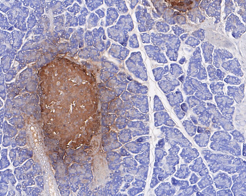 Immunohistochemical analysis of paraffin-embedded rat pancreas tissue using anti-Glucagon antibody. The section was pre-treated using heat mediated antigen retrieval with Tris-EDTA buffer (pH 8.0-8.4) for 20 minutes.The tissues were blocked in 5% BSA for 30 minutes at room temperature, washed with ddH2O and PBS, and then probed with the primary antibody (ET1702-20, 1/200) for 30 minutes at room temperature. The detection was performed using an HRP conjugated compact polymer system. DAB was used as the chromogen. Tissues were counterstained with hematoxylin and mounted with DPX.