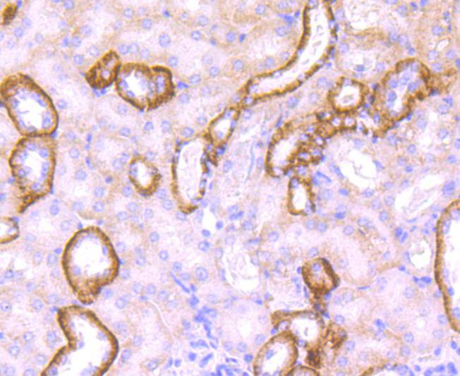 Immunohistochemical analysis of paraffin-embedded mouse kidney tissue using anti-Jagged1 antibody. Counter stained with hematoxylin.