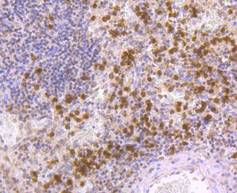 Immunohistochemical analysis of paraffin-embedded mouse fallopian tubes tissue using anti-Nrf2 antibody. The section was pre-treated using heat mediated antigen retrieval with Tris-EDTA buffer (pH 8.0-8.4) for 20 minutes.The tissues were blocked in 5% BSA for 30 minutes at room temperature, washed with ddH2O and PBS, and then probed with the primary antibody (ER1706-41, 1/200) for 30 minutes at room temperature. The detection was performed using an HRP conjugated compact polymer system. DAB was used as the chromogen. Tissues were counterstained with hematoxylin and mounted with DPX.