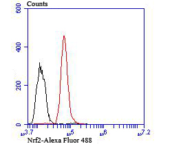Flow cytometric analysis of Nrf2 was done on HepG2 cells. The cells were fixed, permeabilized and stained with the primary antibody (ER1706-41, 1/100) (red). After incubation of the primary antibody at room temperature for an hour, the cells were stained with a Alexa Fluor 488-conjugated goat anti-rabbit IgG Secondary antibody at 1/500 dilution for 30 minutes.Unlabelled sample was used as a control (cells without incubation with primary antibody; black).