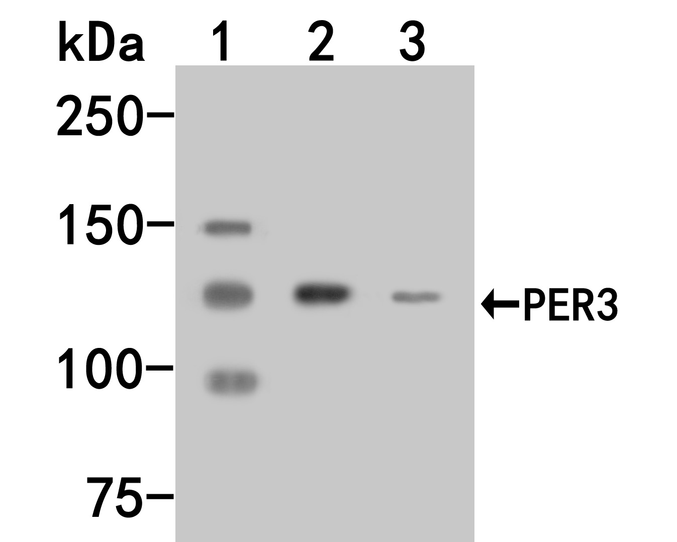 Western blot analysis of PER3 on different lysates. Proteins were transferred to a PVDF membrane and blocked with 5% BSA in PBS for 1 hour at room temperature. The primary antibody (HA500072, 1/500) was used in 5% BSA at room temperature for 2 hours. Goat Anti-Rabbit IgG - HRP Secondary Antibody (HA1001) at 1:5,000 dilution was used for 1 hour at room temperature.<br />
Positive control: <br />
Lane 1: Mouse pancreas tissue lysate<br />
Lane 2: Jurkat cell lysate<br />
Lane 3: Rat brain tissue lysate