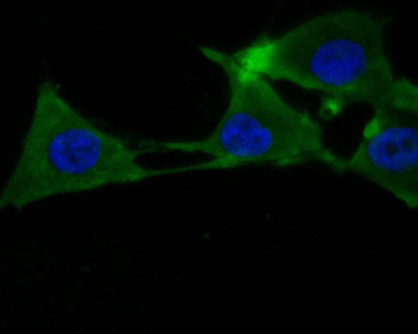 ICC staining of PER3 in MG-63 cells (green). Formalin fixed cells were permeabilized with 0.1% Triton X-100 in TBS for 10 minutes at room temperature and blocked with 1% Blocker BSA for 15 minutes at room temperature. Cells were probed with the primary antibody (HA500072, 1/200) for 1 hour at room temperature, washed with PBS. Alexa Fluor®488 Goat anti-Rabbit IgG was used as the secondary antibody at 1/1,000 dilution. The nuclear counter stain is DAPI (blue).
